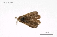 藏品(細紋黃毒蛾)的圖片